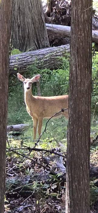 Copper Creek Campground 3