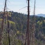 Indian Springs Campsite