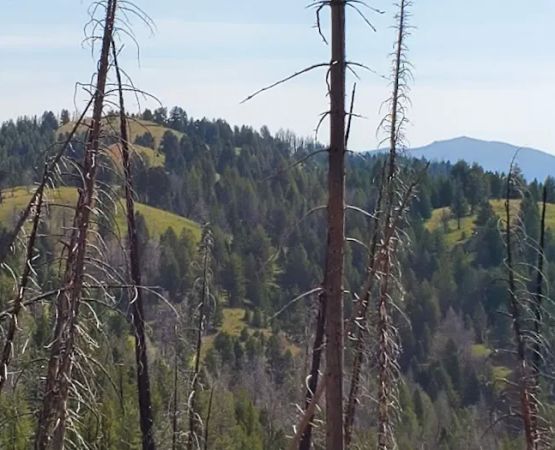 Indian Springs Campsite