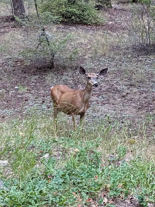 Tin Cup Campground 5