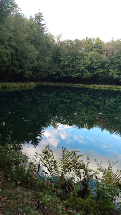 Woodland Park Campground 5