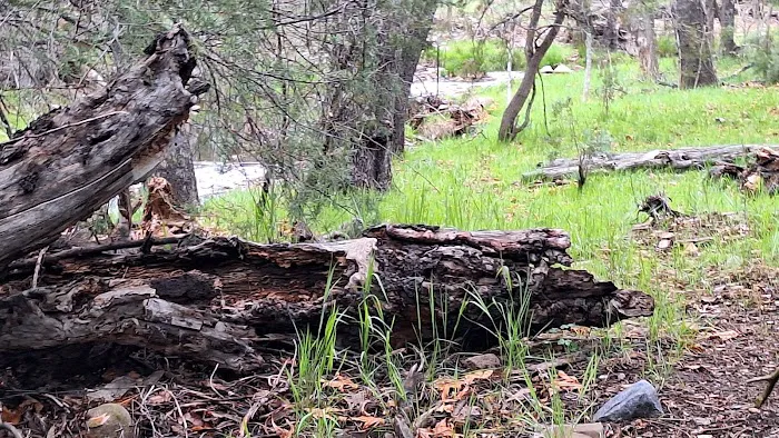 Alderwood Campground 1