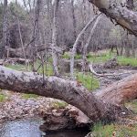 Alderwood Campground