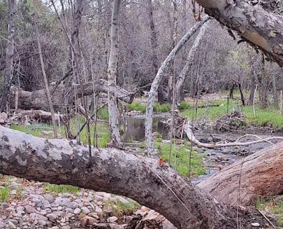 Alderwood Campground