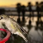 Mittry Lake Refuge designated camping area