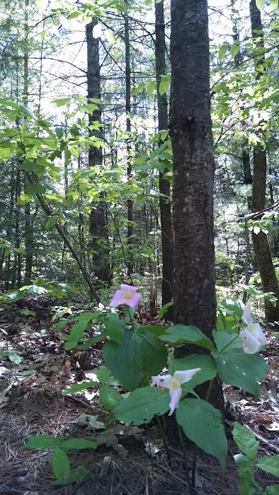 Bagley Rapids Campground 3
