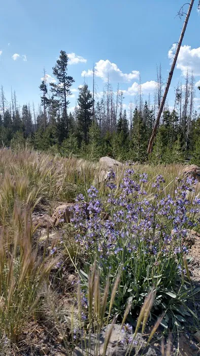 Deadhorse Lake Developed Campground 6