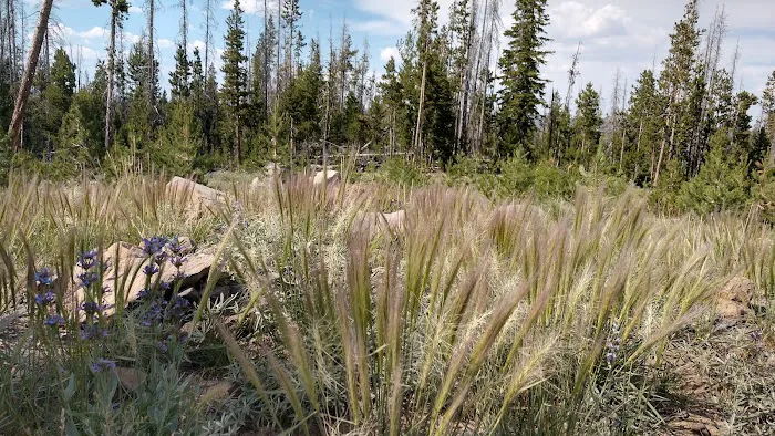 Deadhorse Lake Developed Campground 7