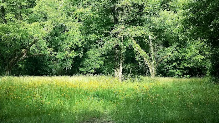 Wildlife Management Area Primitive Camping 1
