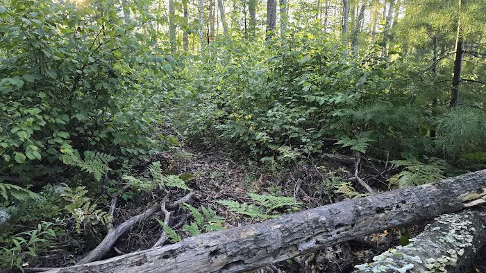 Perch Lake Campground 9
