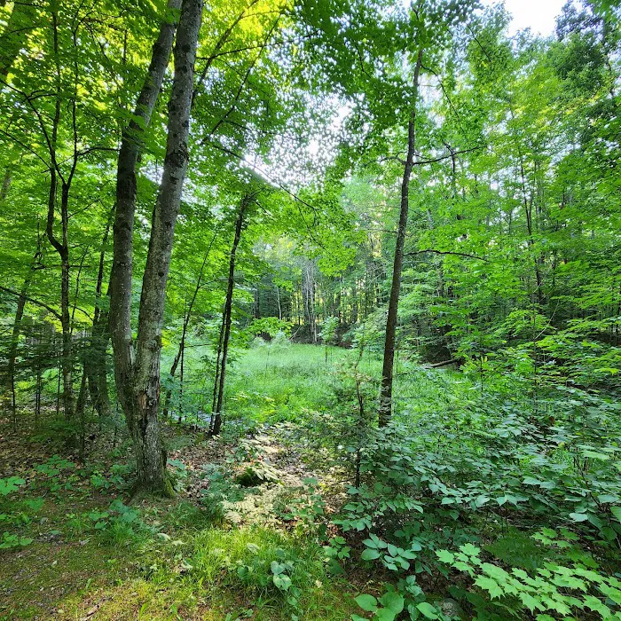 Jack Lake Campground 4