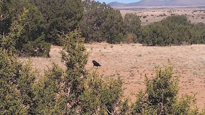 Crozier Ranch 6