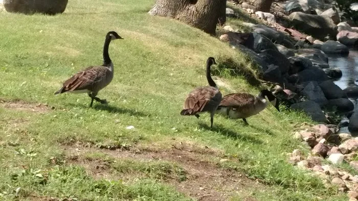 Straight Park Campground 9