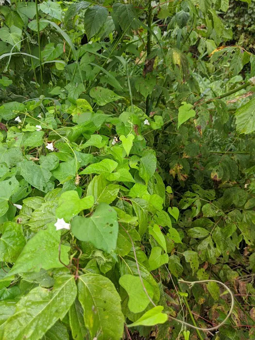 Whippoorwill Camp Ground 3