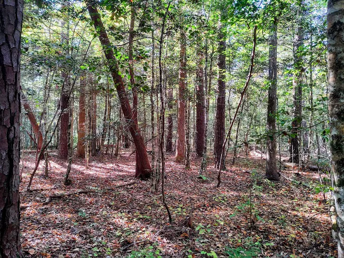 Neuse River Recreation Area 7