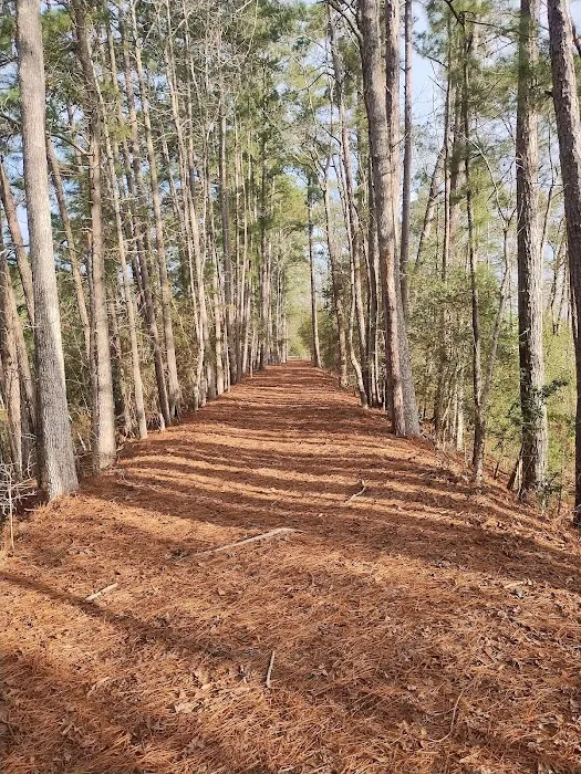 Pineywoods Camp 8