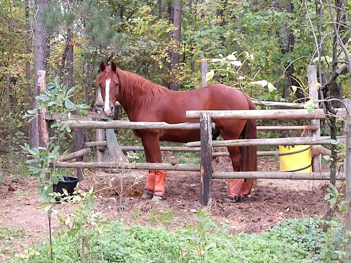 Shell City Horse Camp 6