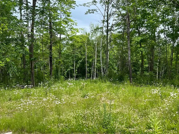 In the woods campground 6