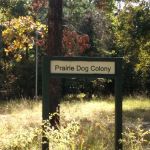 Prairie Dog Colony Camp Site