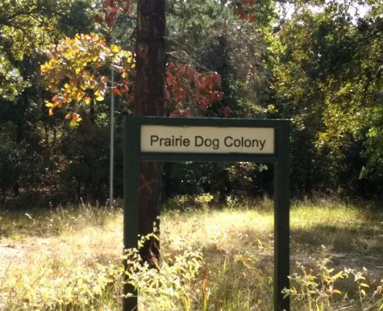 Prairie Dog Colony Camp Site