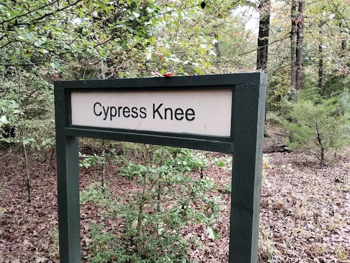 Cypress Knee Camp Site 7