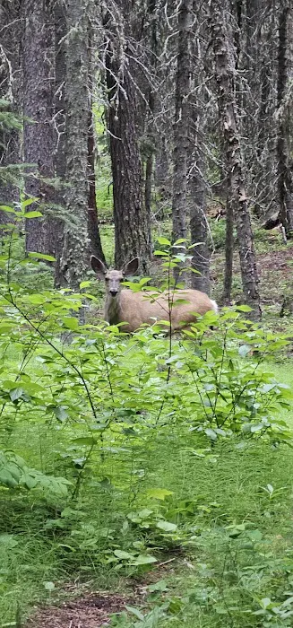 Mill Falls Campground 7
