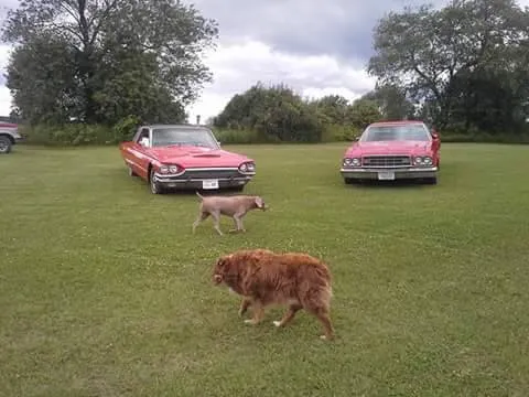 Iola Car Show Campgrounds 5