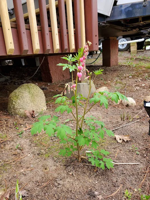 Iola Pines Campground 1