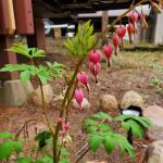 Iola Pines Campground