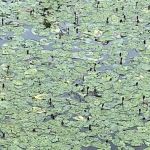 Split Ridge Campground