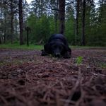 Cottonwood Lake Campground