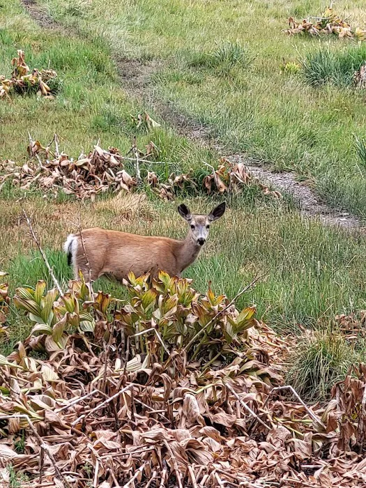 Trumbull Lake Campground 4