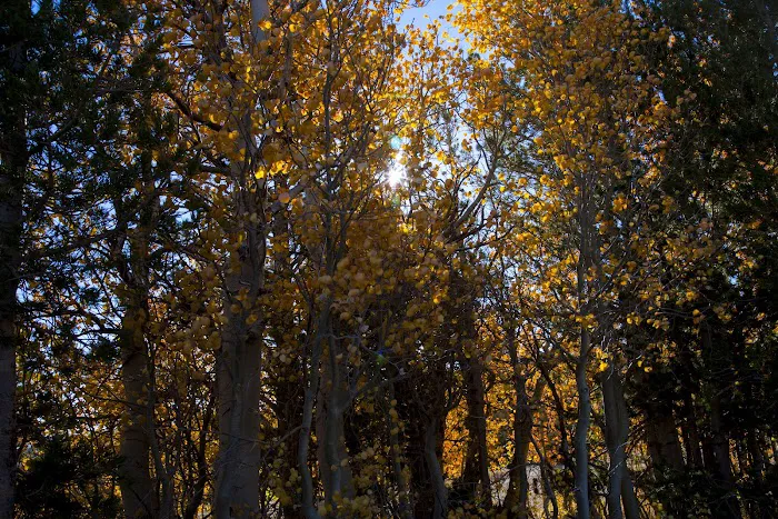 Trumbull Lake Campground 8