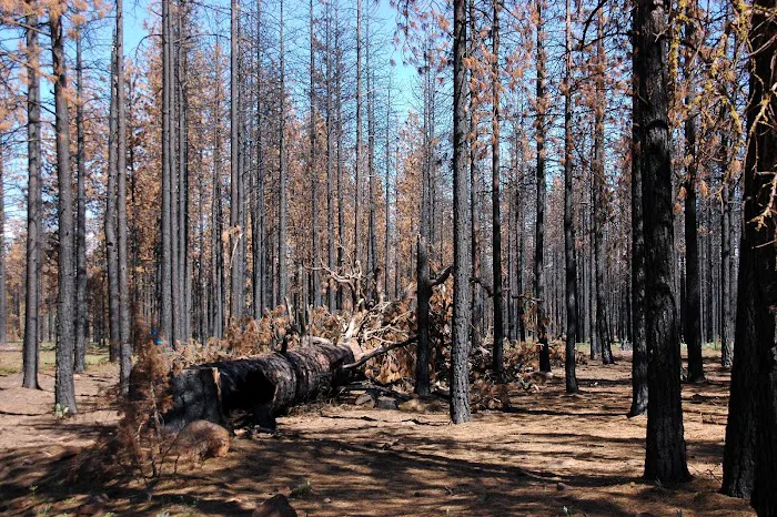 Jane's Reservoir Campground 4