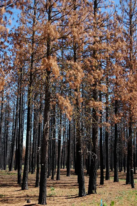 Jane's Reservoir Campground 1