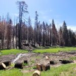 Holey Meadow (recgovnpsdata)