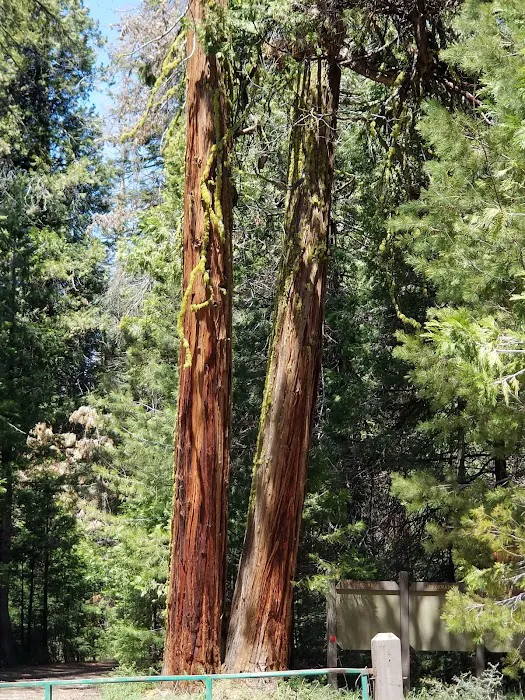 Swanson Campground 6