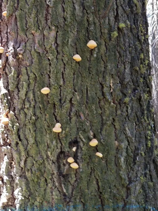 Swanson Campground 3