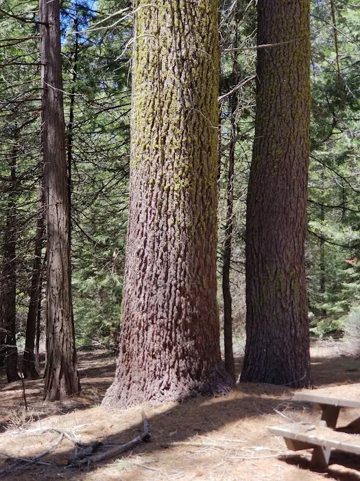 Swanson Campground 8