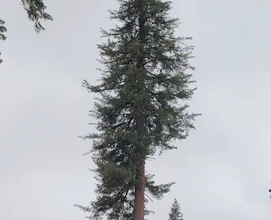 Summit Meadow Campground