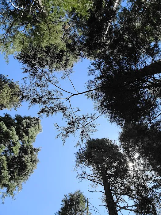 Summit Meadow Campground 5