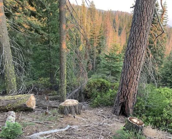 Upper Dinkey Creek Campground