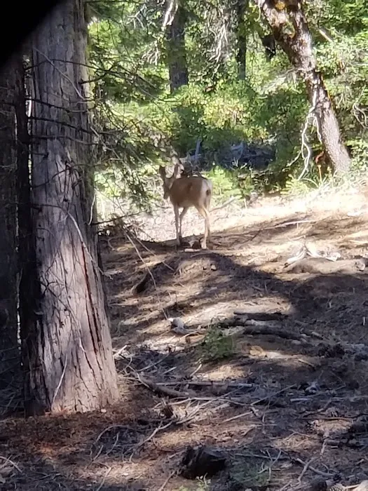 Lower Dinkey Creek Campground 1