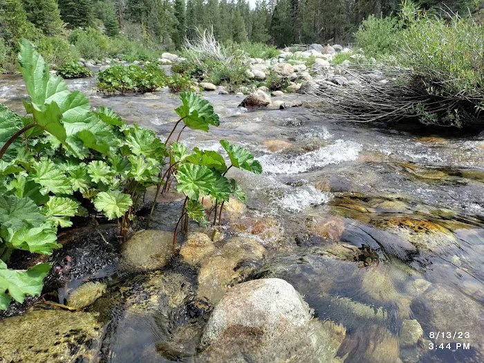 Lower Dinkey Creek Campground 4