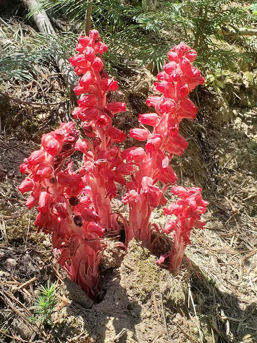 Dinkey Creek Campground 7