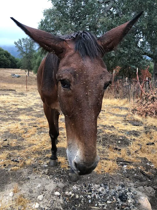 Camp ikigai Animal Sanctuary 501c3 5