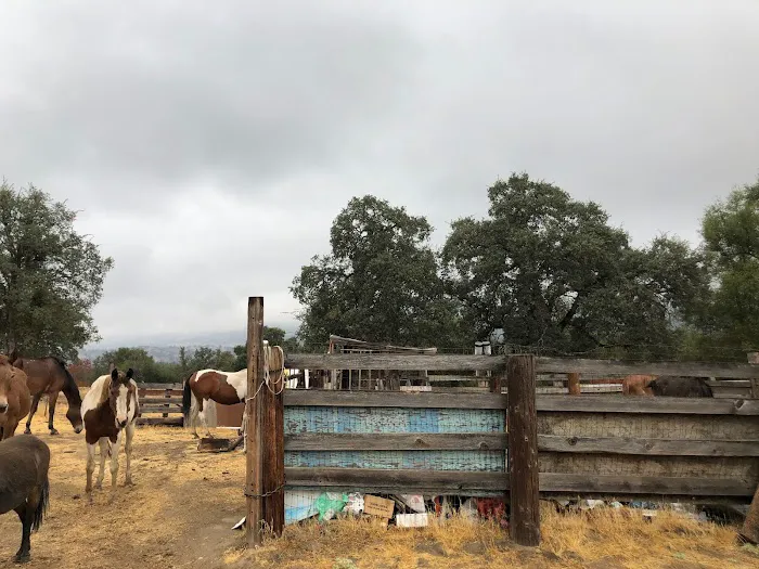 Camp ikigai Animal Sanctuary 501c3 2