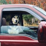 Camp ikigai Animal Sanctuary 501c3