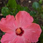 Son's Blue River Camp