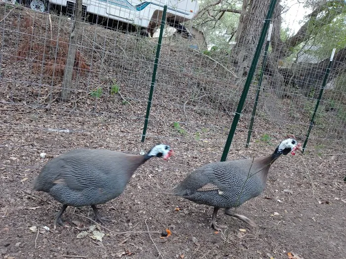 Squawk and Skedaddle Campground 4
